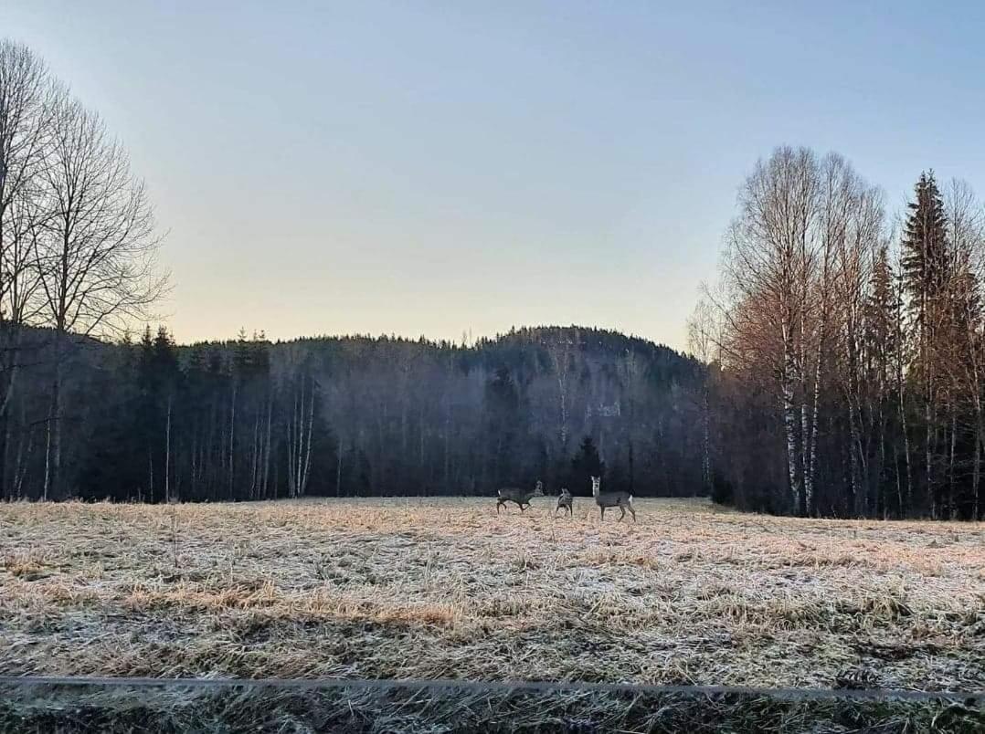 Trevlig Stuga Naera Hovfjaellet Torsby Exteriör bild